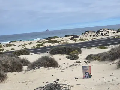 Ejemplar de Besay de pie sobre la arena de unas dunas, con una carretera, el mar y un islote al fondo.